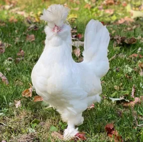 Baby Chicks: White Sultan