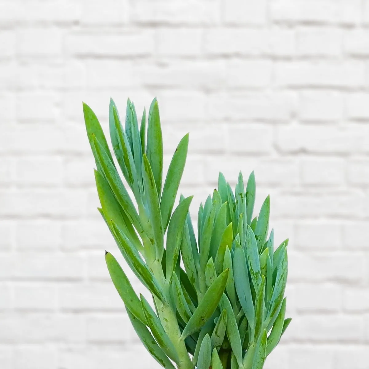 Skyscraper Senecio - Senecio Ficoides