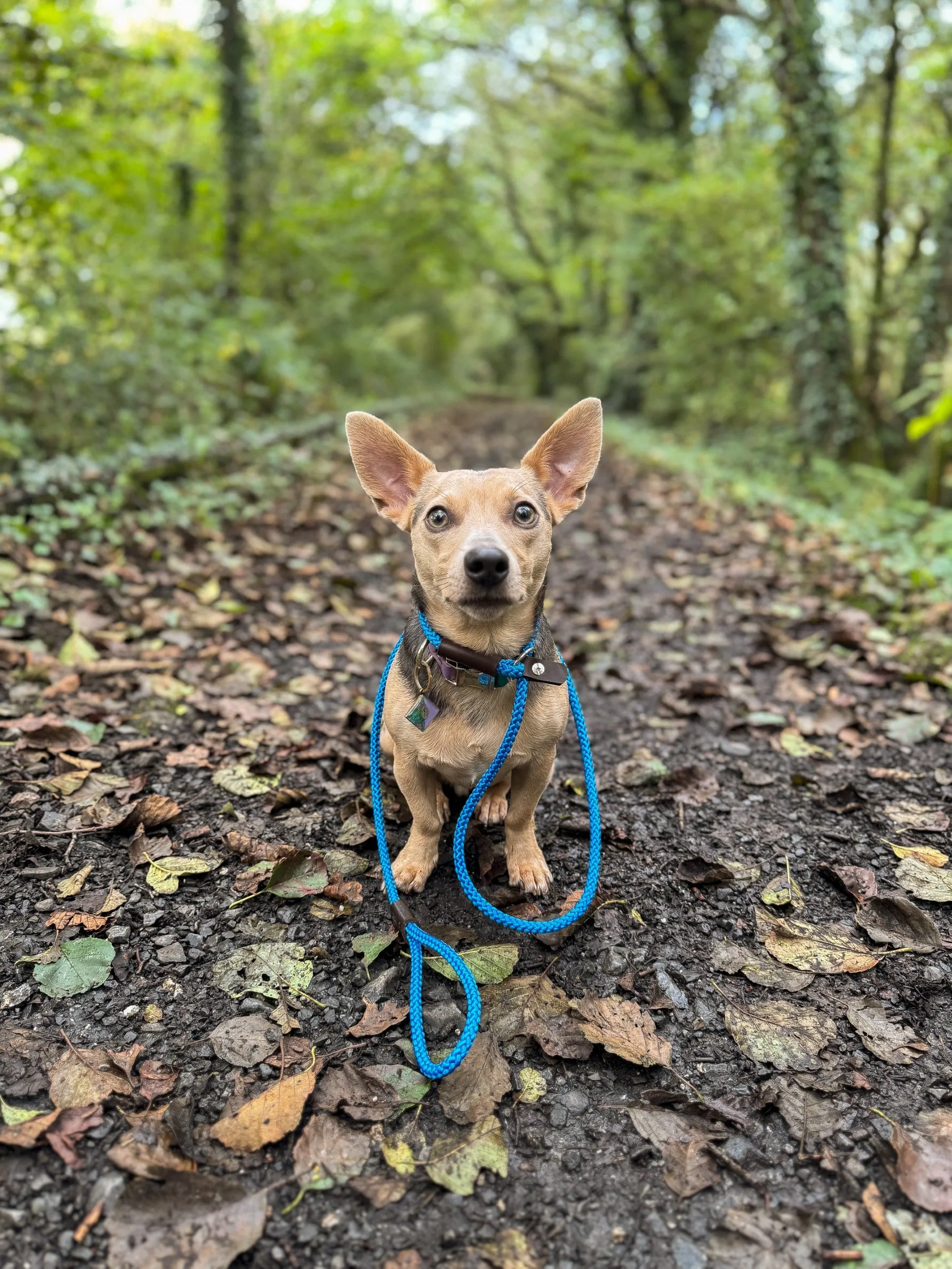 Thin Rope Slip Lead for Dogs - 1.4m Long